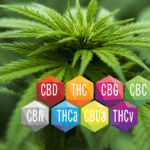 full spectrum CBD cannabinoids