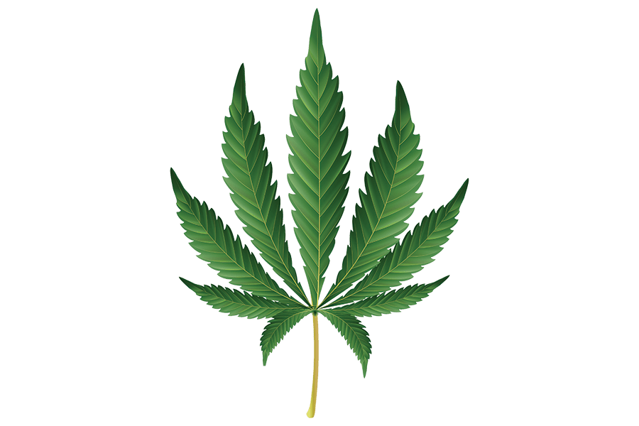 unprocessed cannabis plant