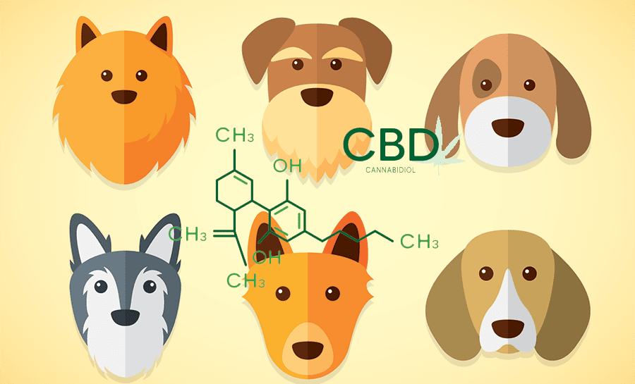 using cbd for dogs