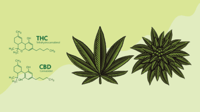 benefits of cbd-rich cannabis