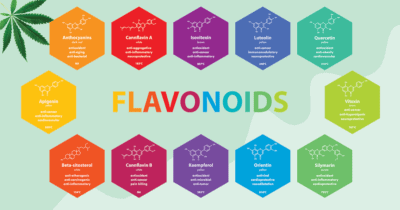flavonoids in cannabis and cbd products
